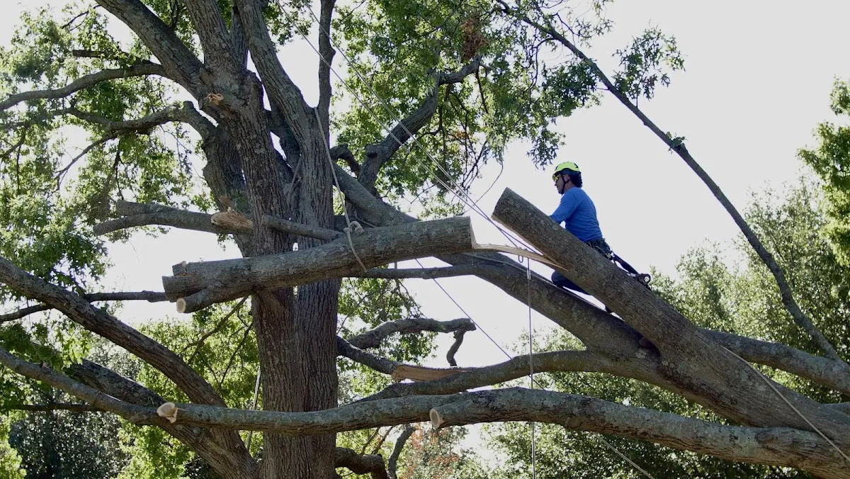 Professional Crown Thinning performed by certified arborists in Bass Harbor