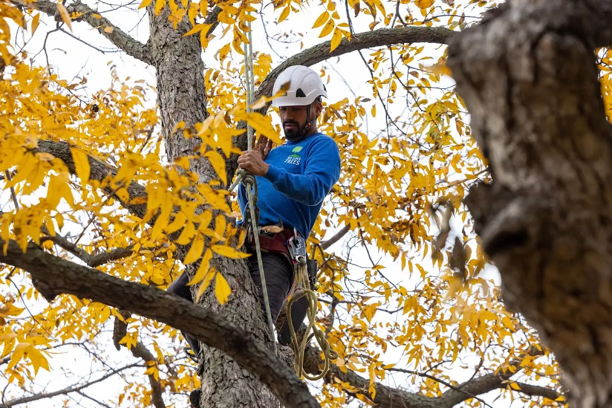 Skilled Tree Pruning crew working in Bass Harbor