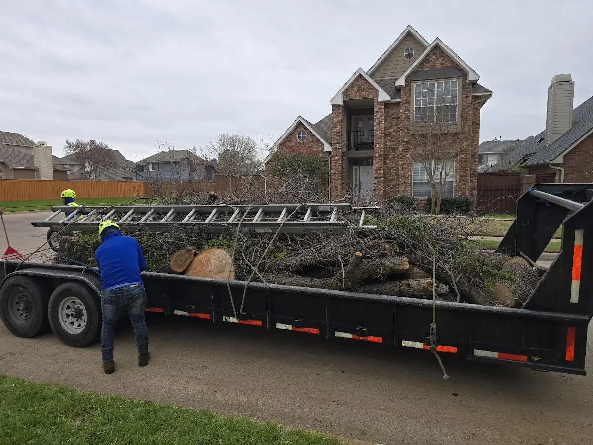 Expert Tree Pest Control with proper safety equipment in Bass Harbor